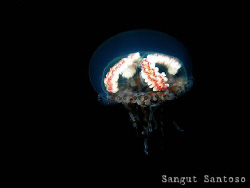 "Jelly belly"
Canon g7 by Sangut Santoso 